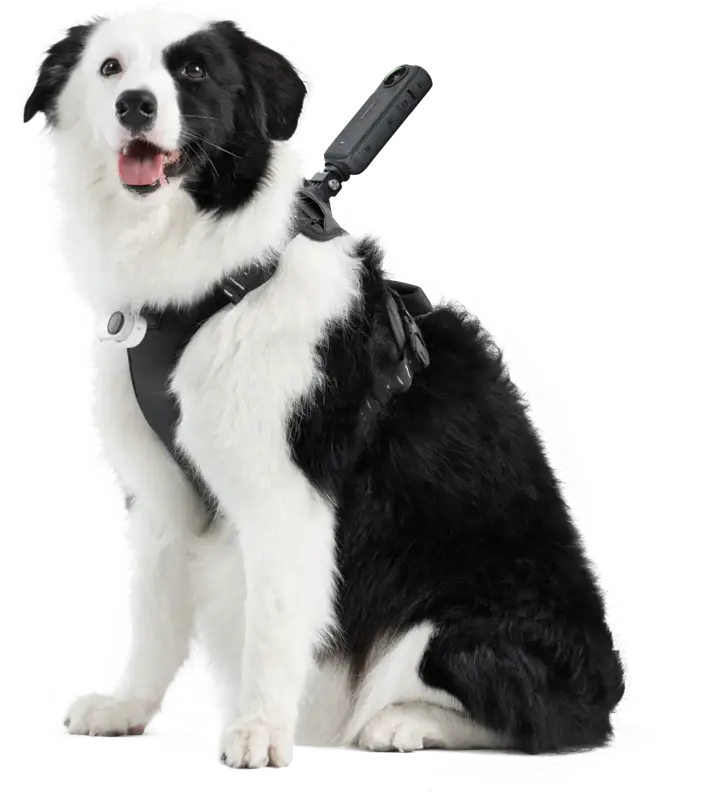 Insta360 Pet Sele för Aktiva Husdjur Storlek L